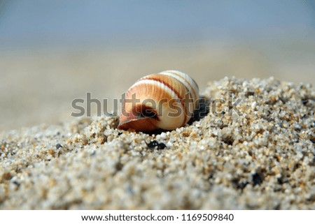 Similar – Strandspaziergang Farbfoto