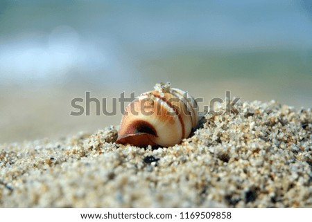 Similar – Strandspaziergang Farbfoto