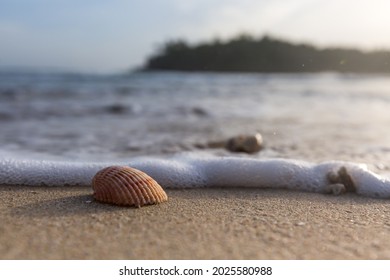 Sea Shell On The Sea Shore At Sunset