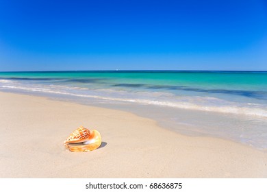 Sea Shell On Tropical Beach