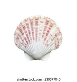 Sea Shell On White Background