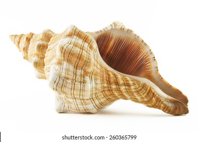 Sea shell on white background
