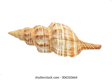 Sea Shell On White Background