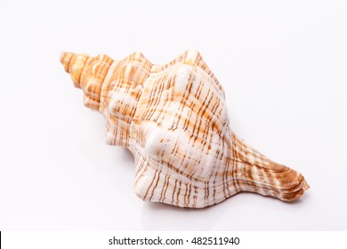 Sea Shell On White Background Stock Photo (Edit Now) 260365799