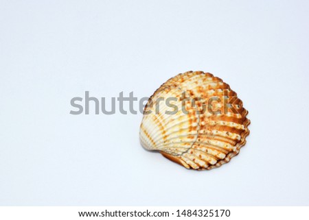 Sea shell on white background