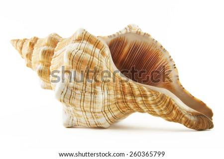 Sea shell on white background Сток-фото © 