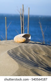 Sea shell in the sandy beach.