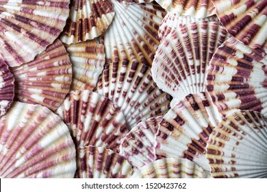 81,723 Scallop Sea Shell Images, Stock Photos & Vectors | Shutterstock