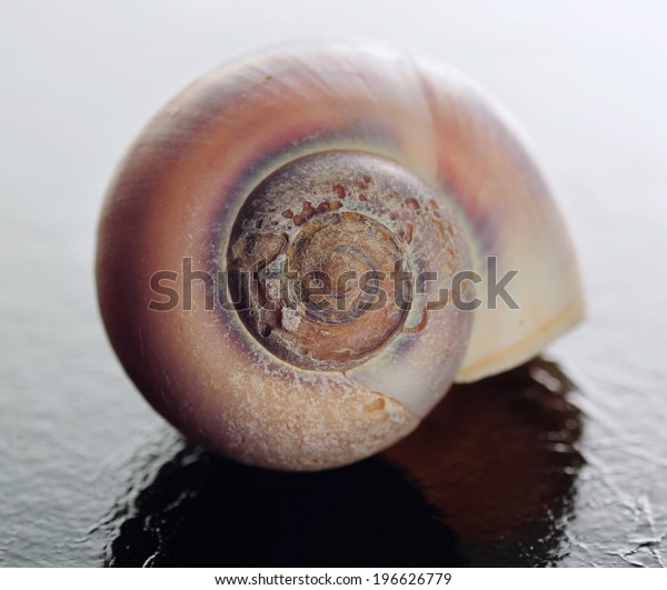 Sea shell of sea snail in close up showing\
damage and pitting.