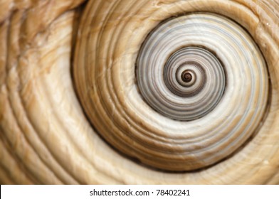 Sea Shell Spiral