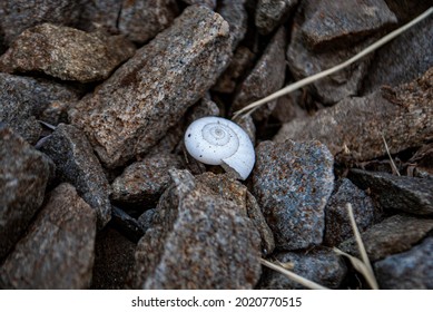 Sea Shell In Stones, Anapa City