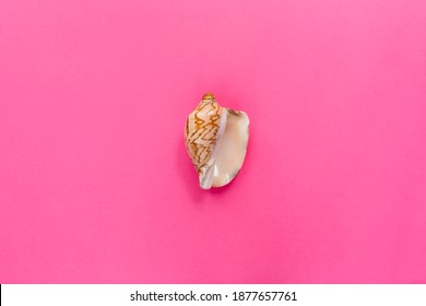 Sea shell as a symbol of women health cared on pastel pink background. Symbol of female private parts genitals vulva vagina. Flat lay, top view, copy space