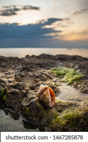Sea shell and tide pool sunset