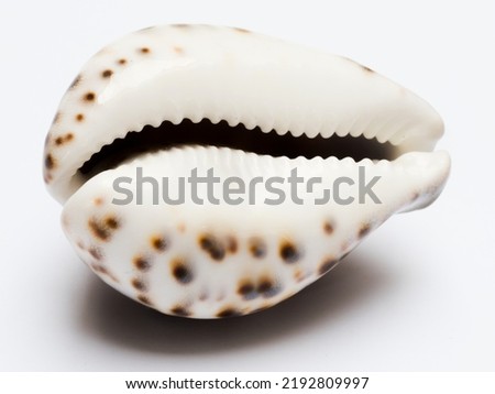 Sea shell, tiger cowrie, isolated on white background,view of the aperture side (ventral face). Cowrie (or cowry) belongs sea snails, family Cypraeidae. Shell cowrie looks like made of porcelain.