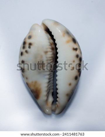 Sea shell, tiger cowrie, isolated on white background, Cowrie (or cowry) belongs sea snails, family Cypraeidae. Shell cowrie looks like made of porcelain. Shell of Cypraea tigris.