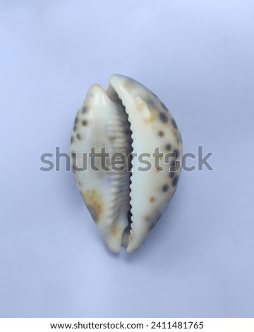 Sea shell, tiger cowrie, isolated on white background, Cowrie (or cowry) belongs sea snails, family Cypraeidae. Shell cowrie looks like made of porcelain. Shell of Cypraea tigris.