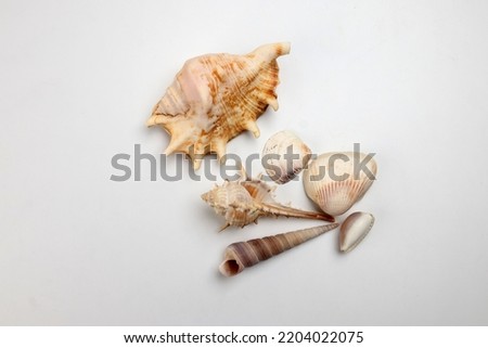 sea shell triton murex conchs bivalves tellins  scallops tulip star natica tun cowrie on white background copy text border frame 