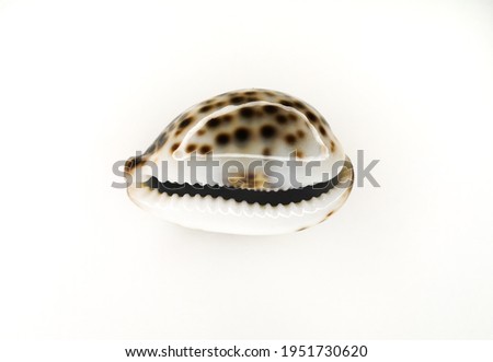Sea shell of Tsipraea tigris on a white background. Isolate