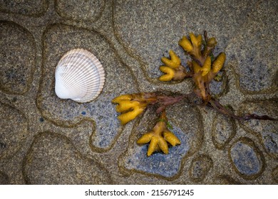 Sea shell and sea weed - Galiano Island in the Gulf Islands, British Columbia, Canada