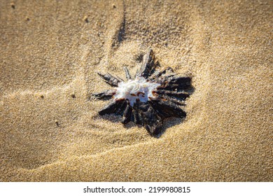 Sea Shell, Wild Coast South Africa