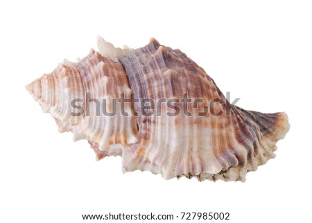 Sea shells arranged isolating on a white background