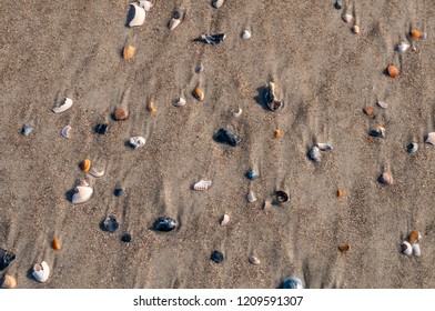 Sea shells background