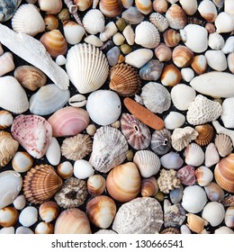 Sea Shells Background