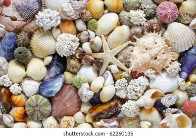 Sea Shells Background