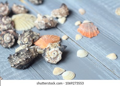 sea shells background image on light wooden background