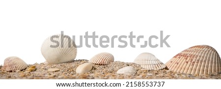 Sea shells. Beach sand with sea shells. Panorama of ocean beach. Summer concept for travel agency or post, greeting card with copy space on white isolated background. Macro High resolution photo.