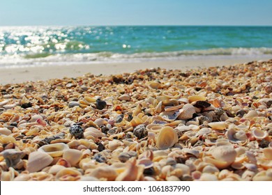 Sea shells by the sea shore in Florida.
