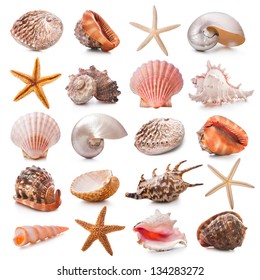 Sea shells collection isolated on the white background