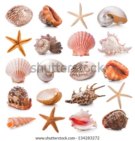 Sea shells collection isolated on the white background