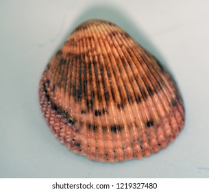 sea shells found on the beach