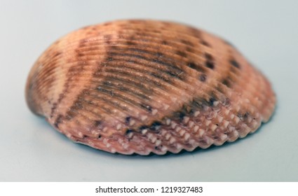 sea shells found on the beach