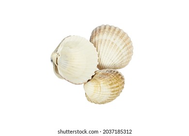 Sea Shells Isolated On White Background. Shell, Seashell Or Conch Isolated On White Background As Decor Or Souvenir.