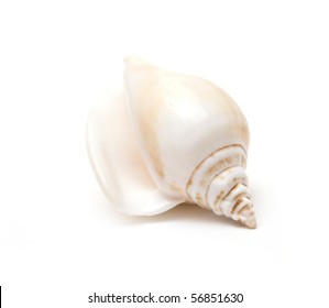 Sea Shells Isolated On White Background