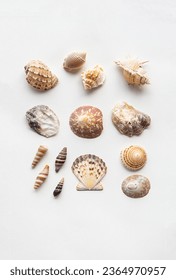 Sea shells marine aesthetic. Poster for modern interior. - Shutterstock ID 2364970957