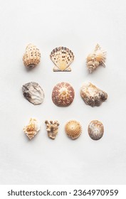 Sea shells marine aesthetic. Poster for modern interior. - Shutterstock ID 2364970959