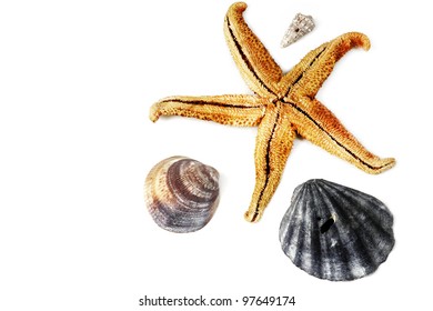 sea shells miscellaneous