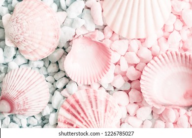 Sea Shell Rosa