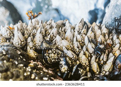 sea shells in the ocean
