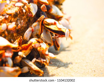 Sea shells on beach. Close up sea shells.