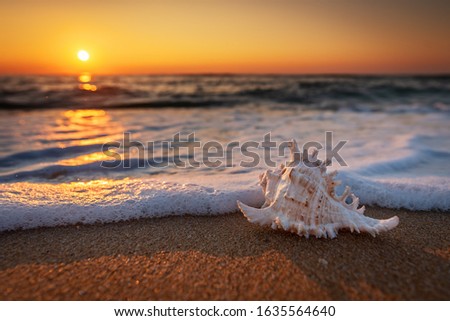 Sea shells on the beach at sunrise