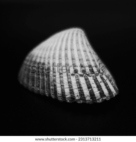 Sea Shells on a black Background