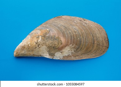 Sea shells on blue background