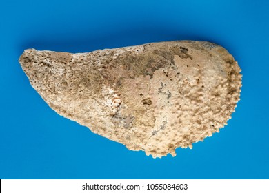 Sea shells on blue background