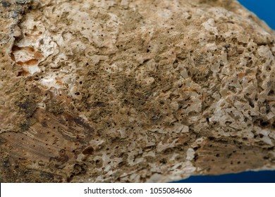 Sea shells on blue background