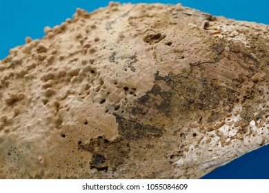 Sea shells on blue background