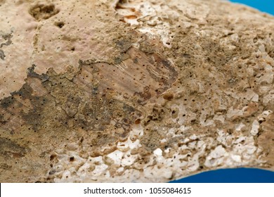 Sea shells on blue background